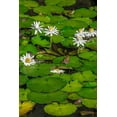 thumbnail image 2 of Engelbrecht, Lisa S. 11x14 White Modern Wood Framed Museum Art Print Titled - Frogs among Woods White Knight lilies, 2 of 4