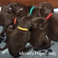 thumbnail image 5 of 15 colores Collares de identificación para cachorros Banda para perros recién nacidos Tejido suave Collar de identificación ajustable para mascotas Perro Gato, 5 of 5