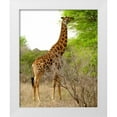 thumbnail image 3 of Dana Underdahl 12x14 White Modern Wood Framed Wall Art Titled - Giraffe Walk III, 3 of 5