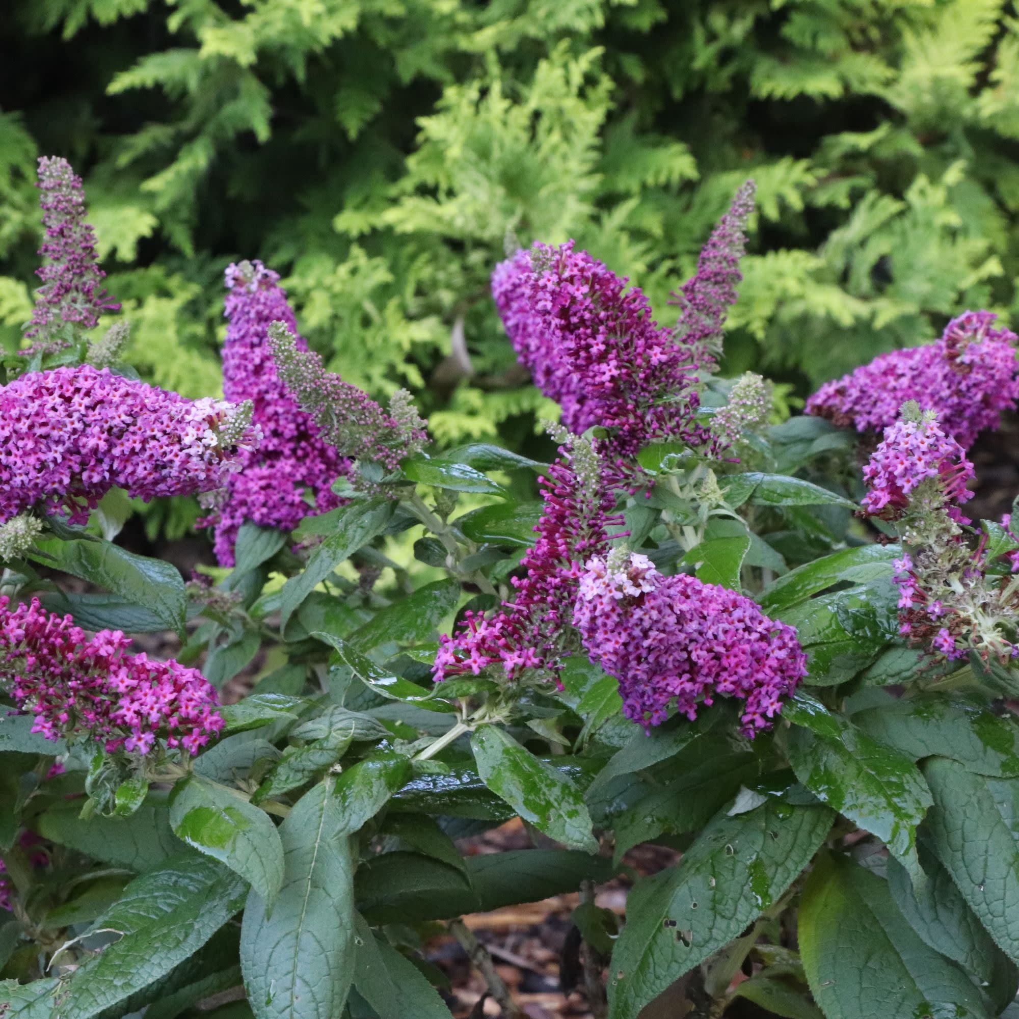 Proven Winners ColorChoice 5" Purple Pugster Pico Punch Butterfly Bush Live Plant in 4.5" Pot (4 Count)