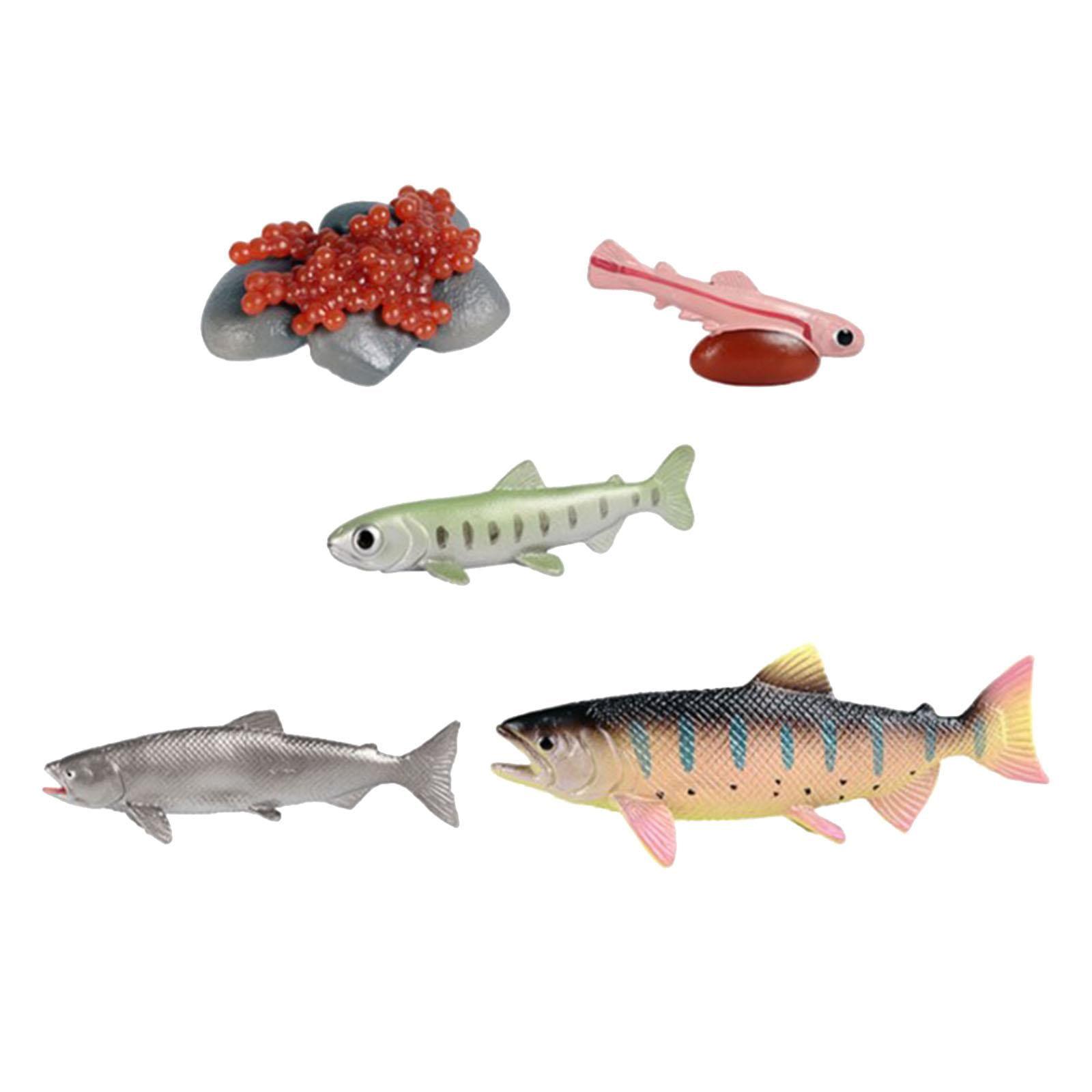 figatia Life Cycle of Salmon Toys Animal Life Growth Cycle Figure