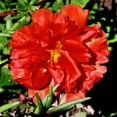 thumbnail image 6 of Seedville 100 Moss Rose Succulent Flower Seeds, 6 of 8