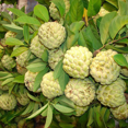 thumbnail image 6 of Sugar Apple Tree Live Plant, Sugar Apple Tree, Sweet Fruit, 5-9 inches Tall for Outdoor Planting, 6 of 6