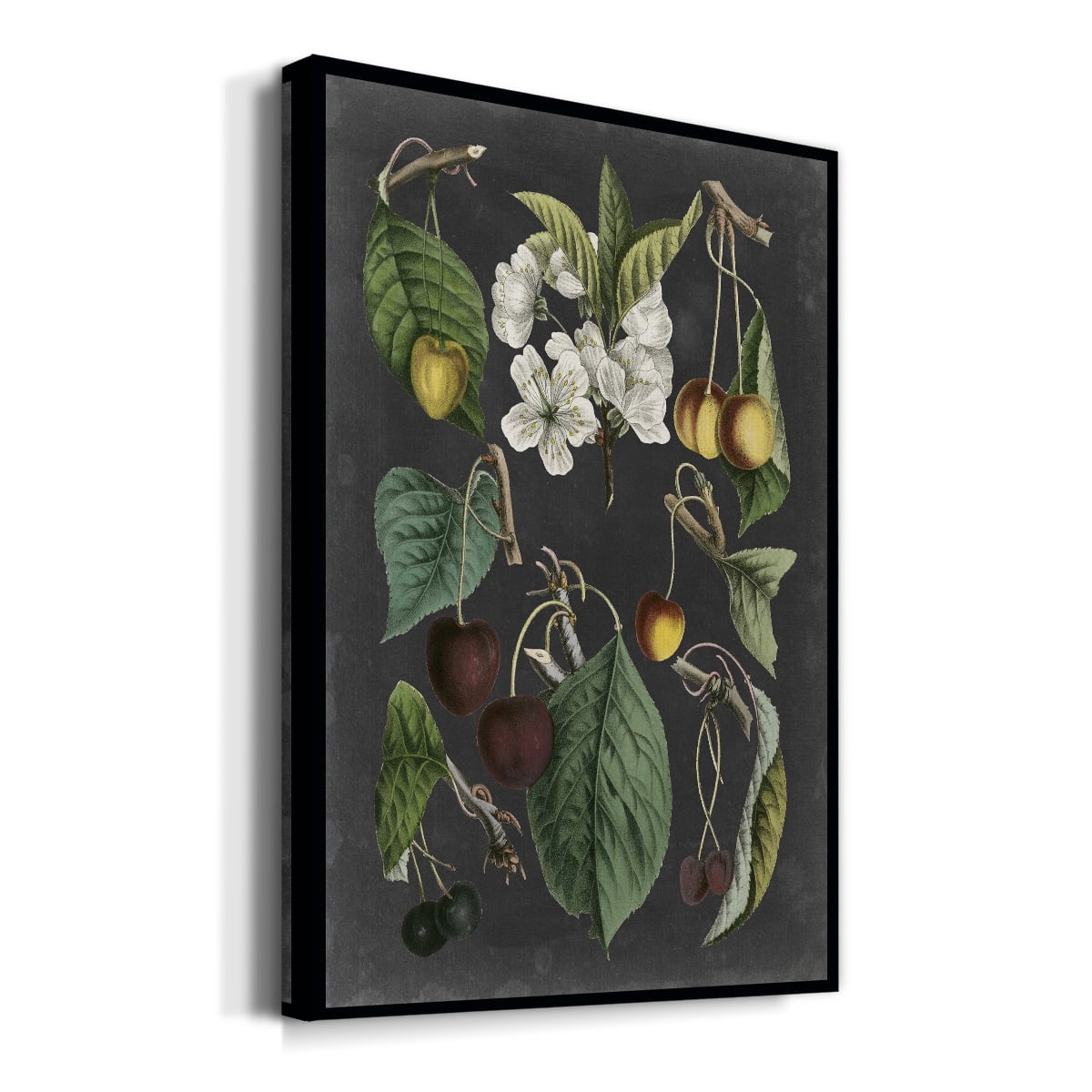 Orchard Varieties II Premium Gallery Wrapped Canvas - Ready to Hang