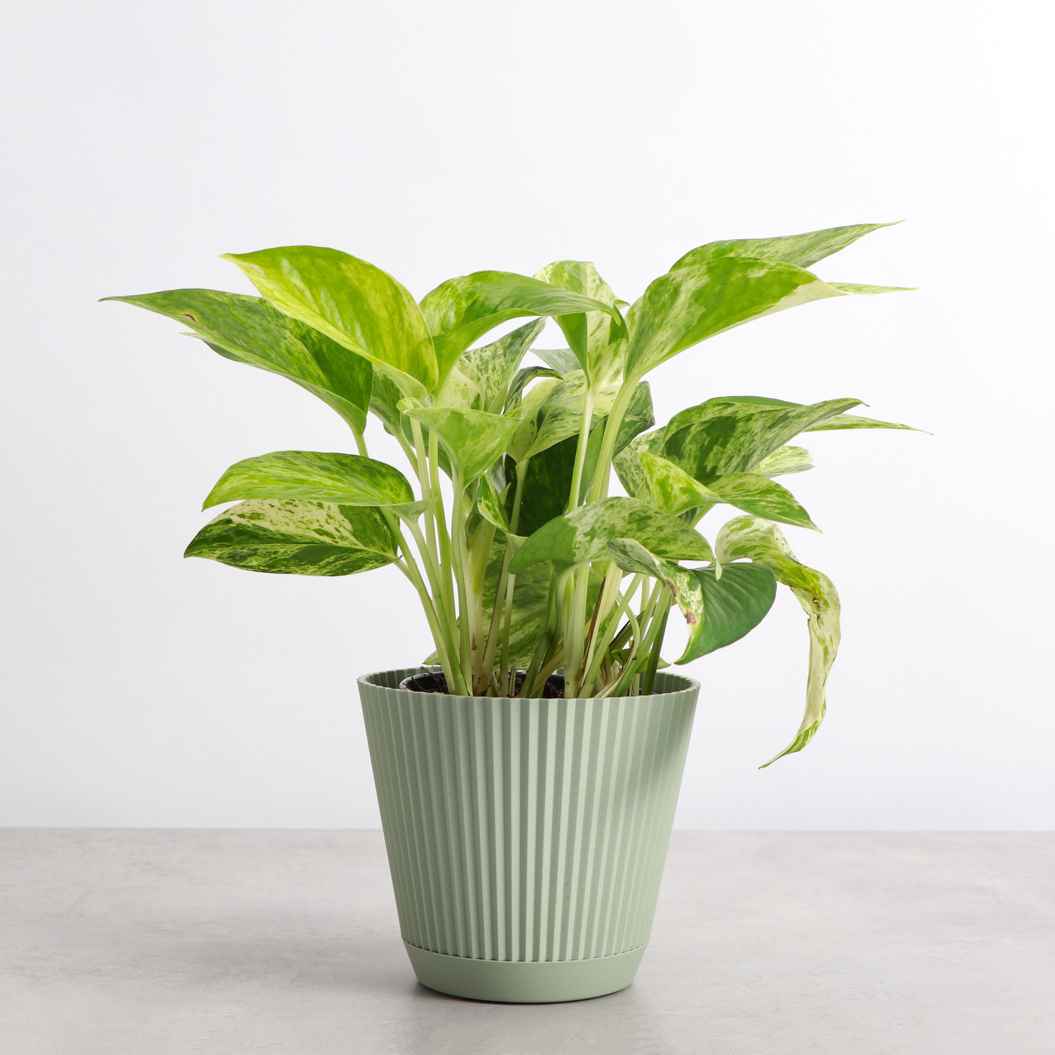 Live Marble Queen Pothos Plant - Variegated Foliage - 4" Decorative Pot Cover - Thorsen's Greenhouse