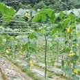 thumbnail image 3 of Garden Netting,  Netting Strength Corrosion Resistance Strong Growth  For Fruits Flowers For Climbing Plants, 3 of 8