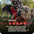 thumbnail image 4 of Redbarn All Natural 5"-8" Bully Sticks for Small & Large Dogs - Healthy Long Lasting Chews Variety Party Pack - 100% Beef Single Ingredient Low Odor Rawhide Free Dental Treats Made in USA - 8 oz Bag, 4 of 15