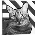 thumbnail image 1 of ARTCANVAS American Wirehair Cat Breed Greyscale Canvas Art Print - Size: 26" x 26" (0.75" Deep), 1 of 9