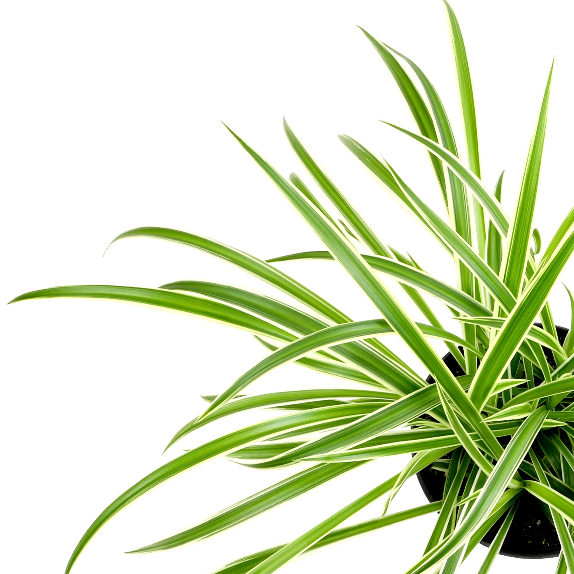 Element by Altman Plants 6in Hanging Basket Spider Plant