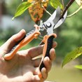 thumbnail image 3 of Ovzne Scissors For Pruning Fruit Trees Pruning Rough Branches In Gardens Pruning Branches Floral Pruning Pruning Fruit Picking And Pruning On Clearance, 3 of 5