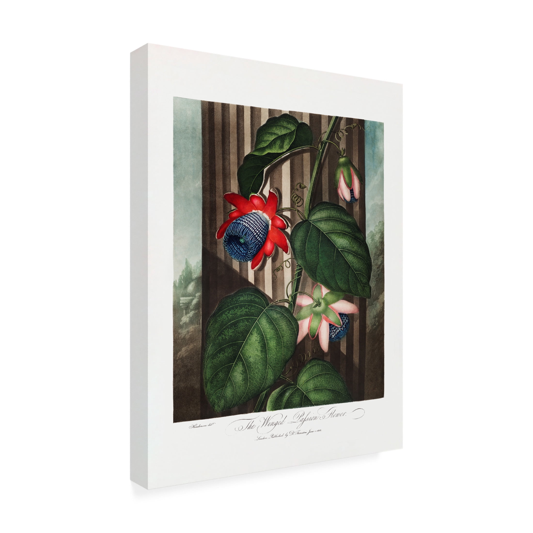 Trademark Fine Art Pictufy  The Winged Passion Flower from The Temple of Flora 1807 Canvas Wall Art