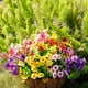 thumbnail image 5 of Flores artificiales Trytuny resistentes a los rayos UV para exteriores, paquete de 16, 5 of 7