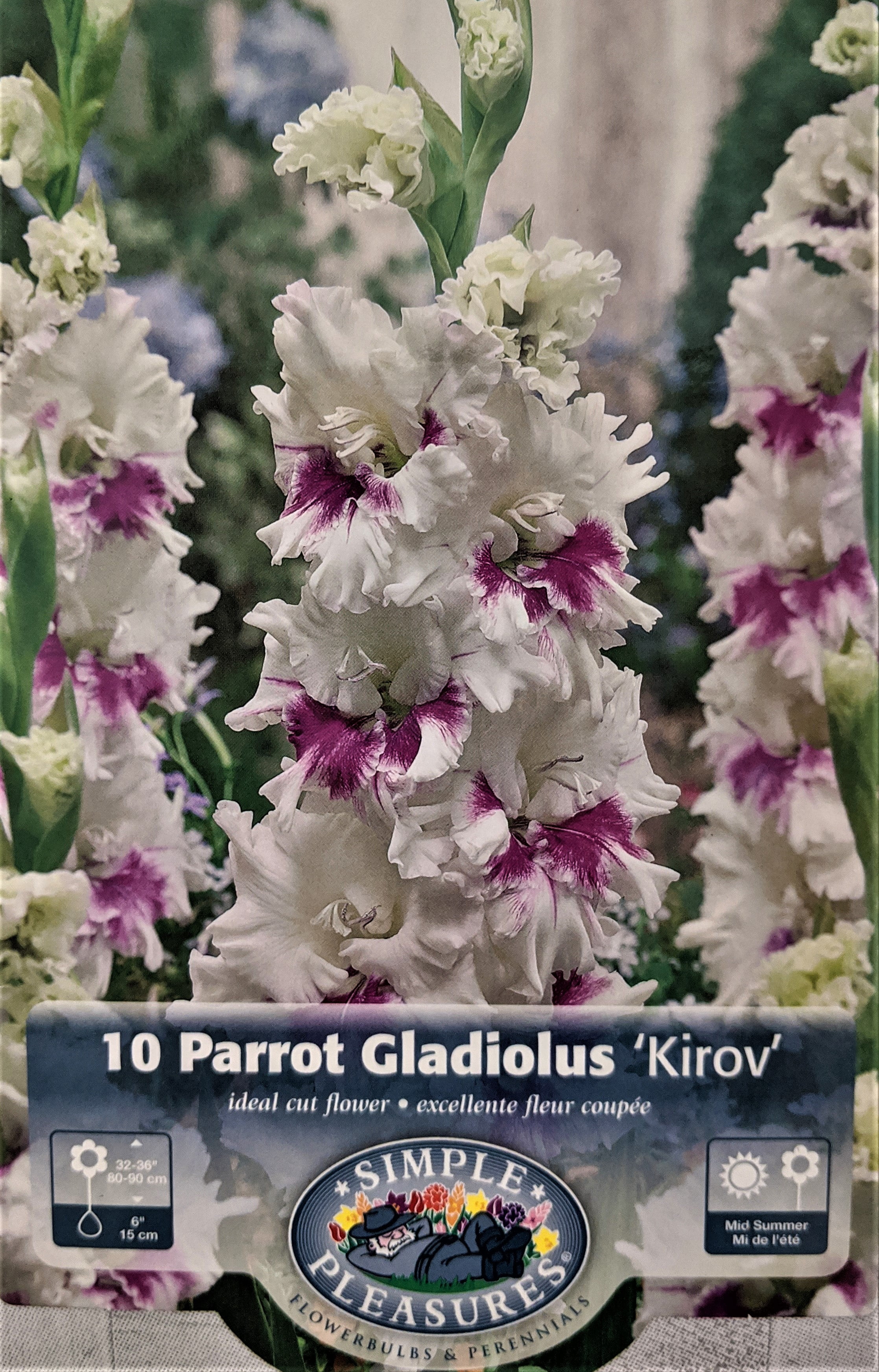 Kirov Parrot Gladiolus 10 Bulbs 10/+ cm - Ruffled Flowers