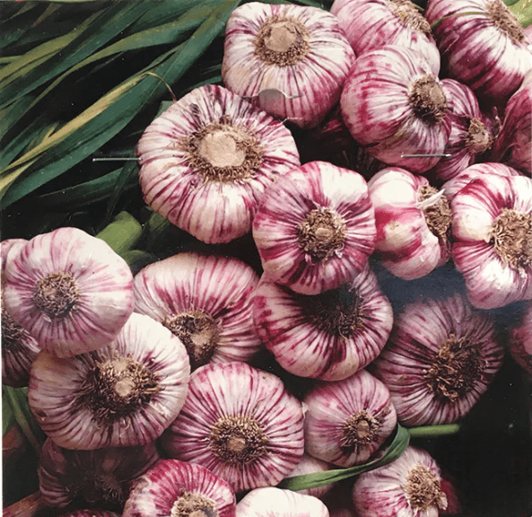 0.5 Lb Mixed Garlic Bulbs, Random Chesnok Red Garlic Music Garlic  Italian Garlic German Garlic Russian Garlic Cloves, Hardneck Garlic Tubers, Ready To Grow