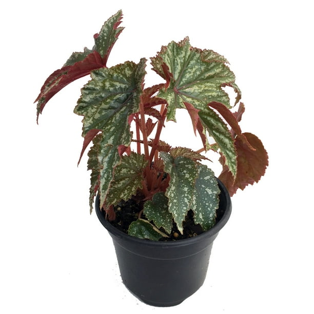 Pegasus Begonia - Live Plant - Indoors or Out - 4.5" Pot ...