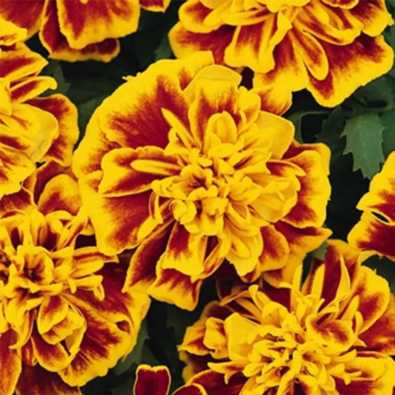 French Marigold Flower Garden Seeds - Bonanza Series - Bee - 1000 Seeds - Annual Flower Gardening Seeds - Tagetes patula