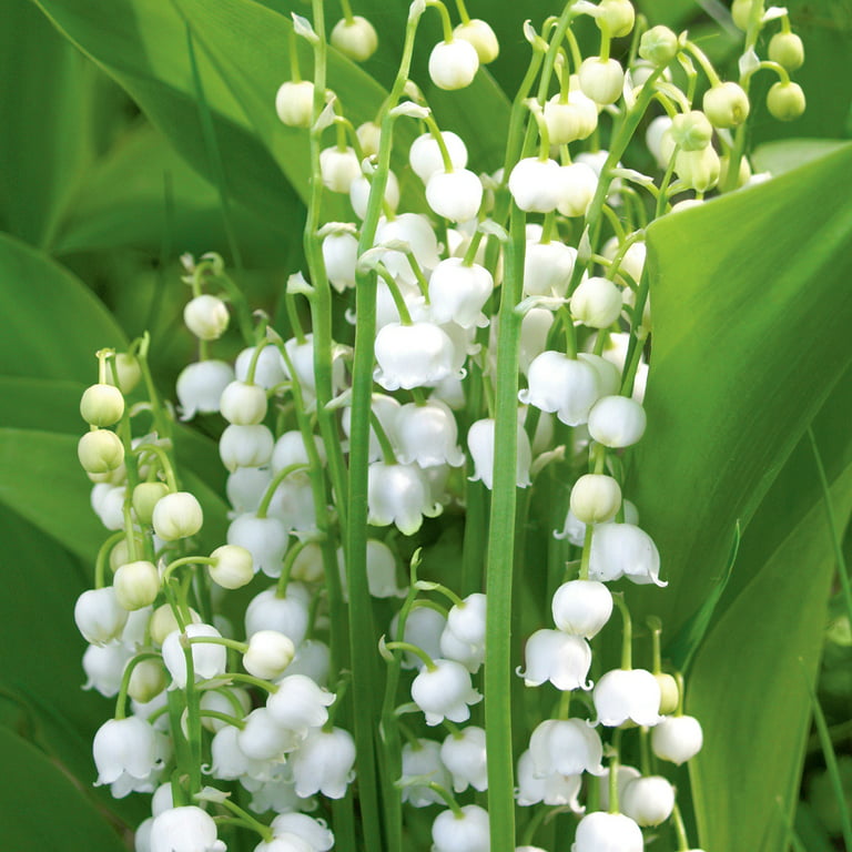 Van Zyverden Lily of the Valley White Dormant Plant Root Full