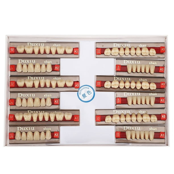 Dientes postizos superficie de limpieza de mano de obra fina diente de resina sintética profesional impecable para aprendizaje de modelos ANGGREK Otros