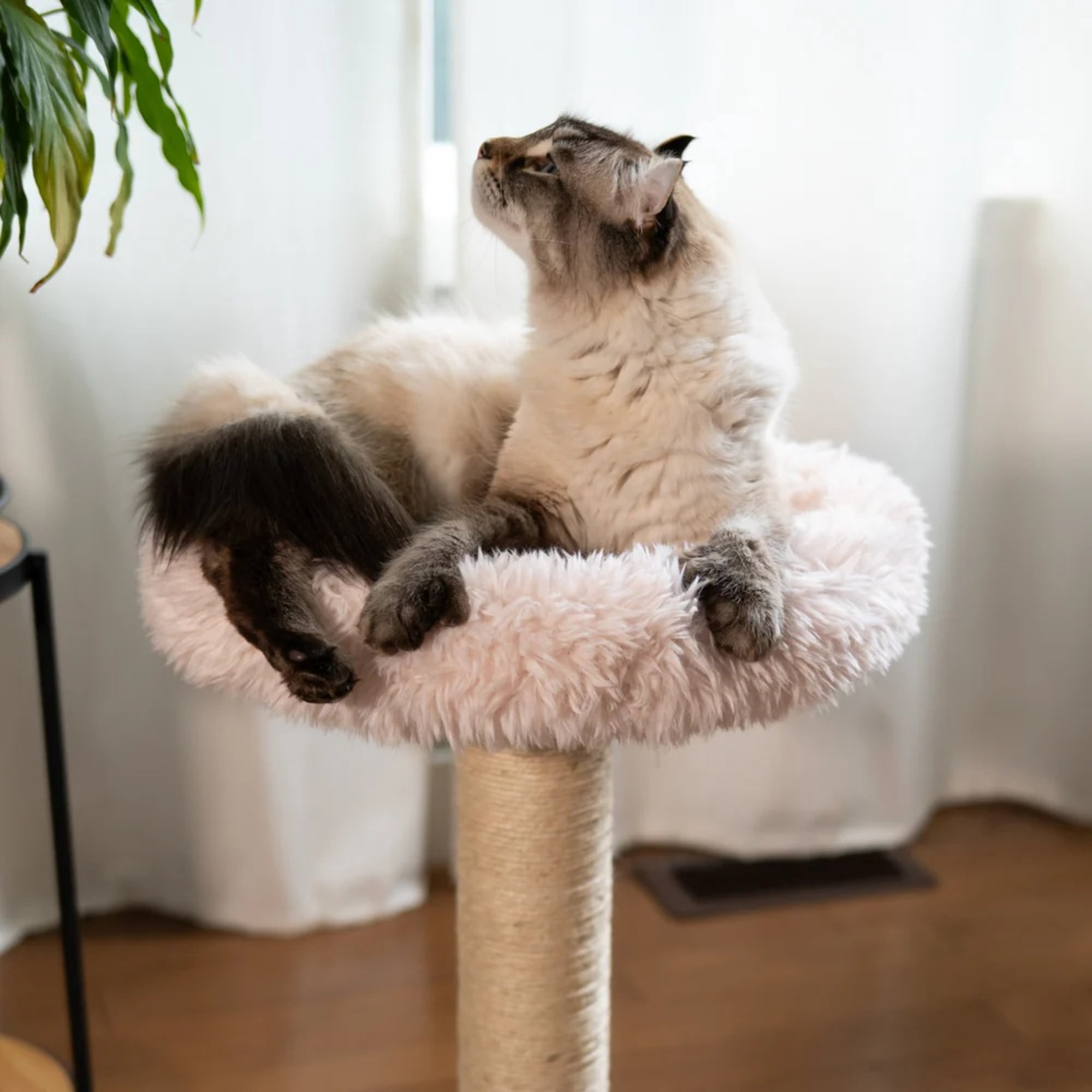 Noba: Classic Cat Tree - Blush Dusty Pink - 1-Level Round Perch, Cozy Faux Fur, Scratchable Rope Post, Climb-Play-Sleep, Animal Pet Lounge, 16 x 24"