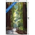 thumbnail image 3 of Lantern Press - Muir Woods National Monument, California, Pathway Wall Poster with Pushpins, 22.375" x 34", 3 of 4