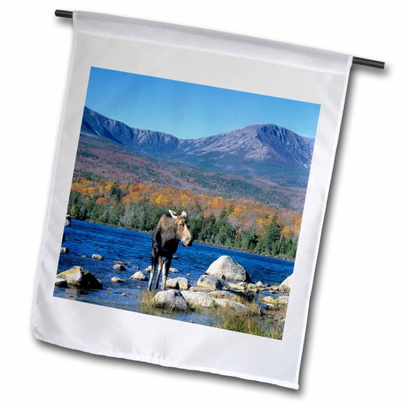 3dRose, Cow moose wildlife, Mt. Katahdin, Baxter SP, Maine - US20 HGA0005 - Howie Garber, 12 x 18 inch Garden Flag