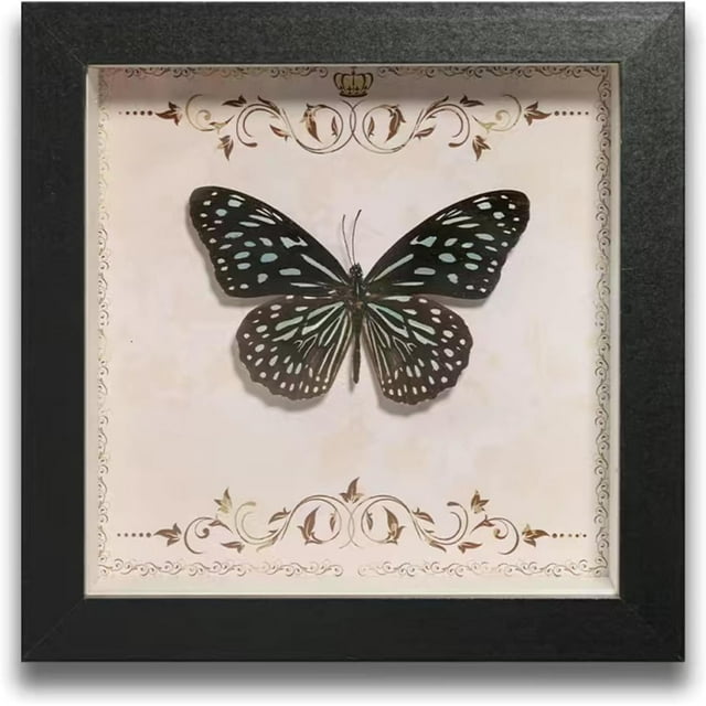 HUGFEGWE Butterfly Specimens in Shadow Box Butterflies Insect Specimen Real Butterfly Framed Home Decor Ornament for Wall Shelf Table Display Aesthetic Handmade Craft Gift CA919-133409