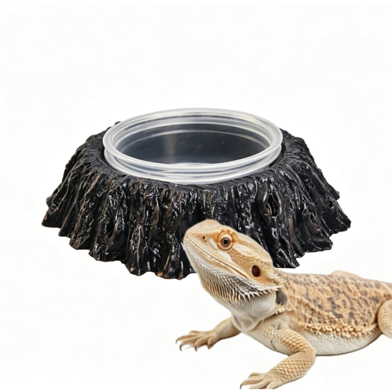 Reptile Bowl with 2pcs Feeding Cups Water Dish for Bearded Dragon Tank Accessories