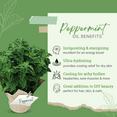 thumbnail image 2 of GreenHealth Peppermint Essential Oil (Mentha piperita) 16 fl oz (473 ml) Glass Bottle with Cap, 2 of 6