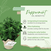 Peppermint (Mentha Piperita) Essential Oil - 2 fl oz (59 ml) Glass Bottle w/ Cap - 100% Pure Essential Oil by GreenHealth