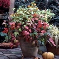 thumbnail image 2 of Brighter Blooms - Fire Power Nandina Shrub, 1 gal. - No Shipping To AK, AZ, HI, OR, 2 of 3