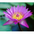thumbnail image 1 of 10 PURPLE WATER LILY Pad Nymphaea Sp Pond Lotus Flower Seeds, 1 of 5