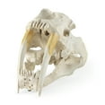 thumbnail image 2 of Mercana Fozzil White and Tan Colored Resin Sabretooth Skull Replica, 2 of 10