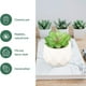 thumbnail image 4 of Plantas en maceta con formas-Decoraciones de oficina plantas en maceta Vhermosa CPB-YL619-4, 4 of 5