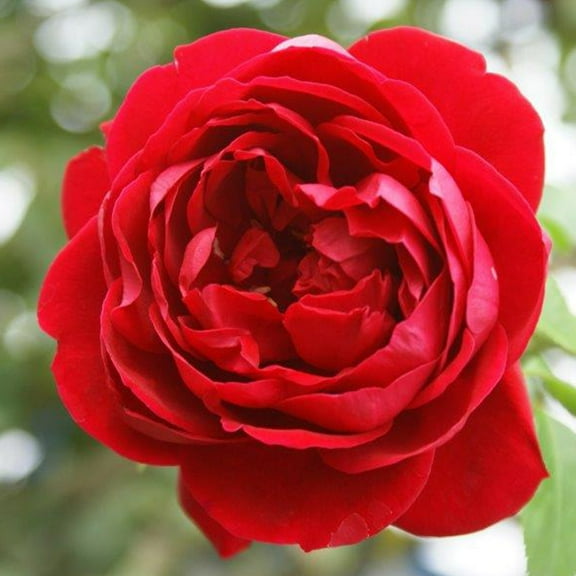 Cherry Garland™ Climbing Rose by Heirloom Roses - Red Climbing Rose Live Plant