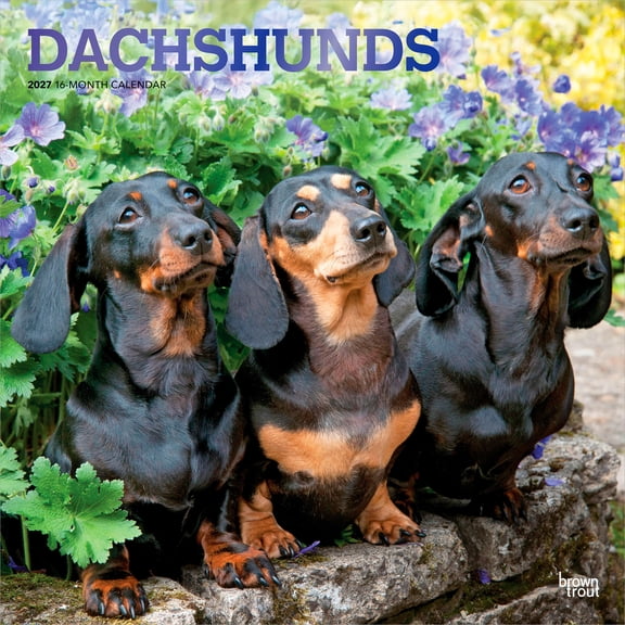 Dachshunds 2027 12x24" (Hanging) Wall Calendar | Foil Stamped Cover | Plastic-Free