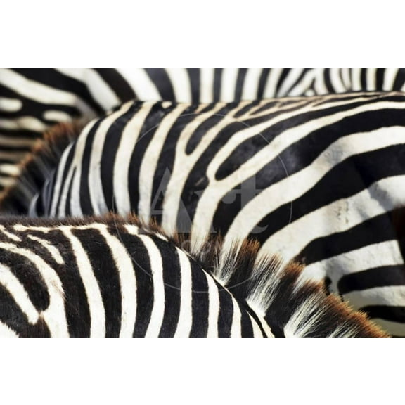 Kenya, Amboseli National Park, close up on Zebra Stripes, Unframed Photographic Print Wall Art by Anthony Asael Sold by Art.Com