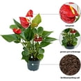 thumbnail image 2 of Live Red Anthurium, Flowering Plant, Indoor Potted Houseplant, Blooming Birthday Gift, Christmas Gift, Plant Mom Dad Gift, Fully Rooted Plant, Wedding Decor in 4" Pot, 2 of 5