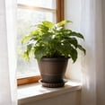 thumbnail image 5 of 8-Inch Thick Plastic Roman Rattan Planter, ZzCityTK Durable Large Flower Pot for Vines Bonsai, Enlarged Balcony Garden Decor with Classic Woven Design, 5 of 6