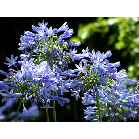 LAMINATED POSTER Plants Flowers Floral Filigree Natural Agapanthus Poster Print 24 x