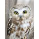 thumbnail image 1 of EverShine Diamond Painting Full Square Owl Cross Stitch Diamond Mosaic Animal Bead Embroidery Picture Rhinestone Wall DecorationRound Drill 60x45cm Gao Jinjia LED, 1 of 2