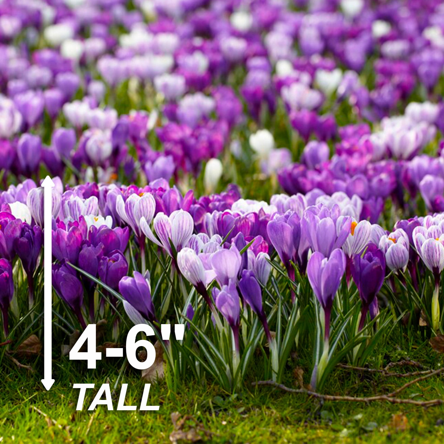 Garden State Bulb Blue Moon Mixed Crocus Flower Bulbs, 8/9cm (Bag of 50)
