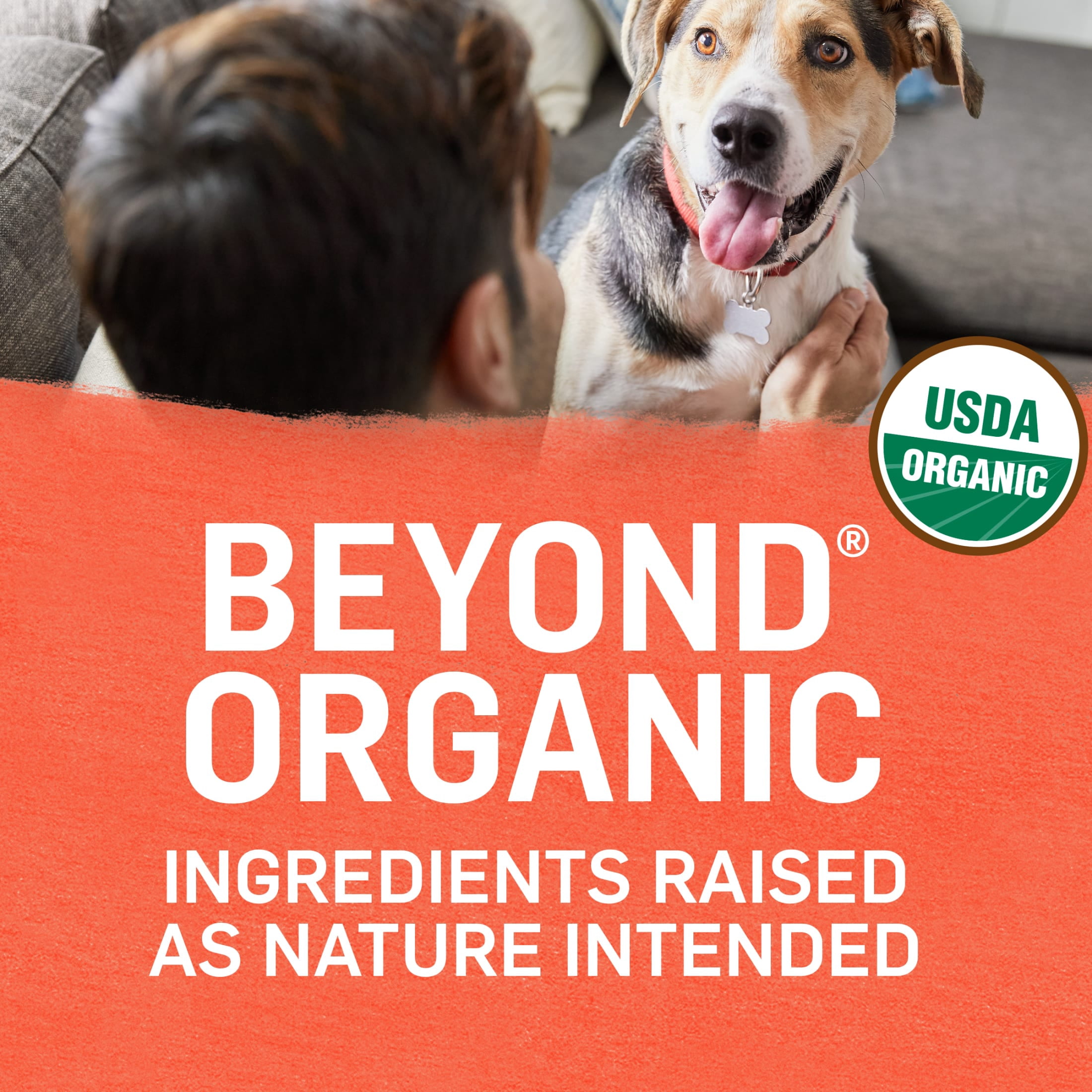 Purina Beyond Organic Wet Dog Food Ground Entree in Broth, Chicken & Vegetables, 13 oz Cans (6 Pack)