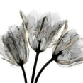 thumbnail image 3 of Koetsier, Albert 20x20 Black Modern Framed Museum Art Print Titled - Gold Embellished Tulips 3, 3 of 5