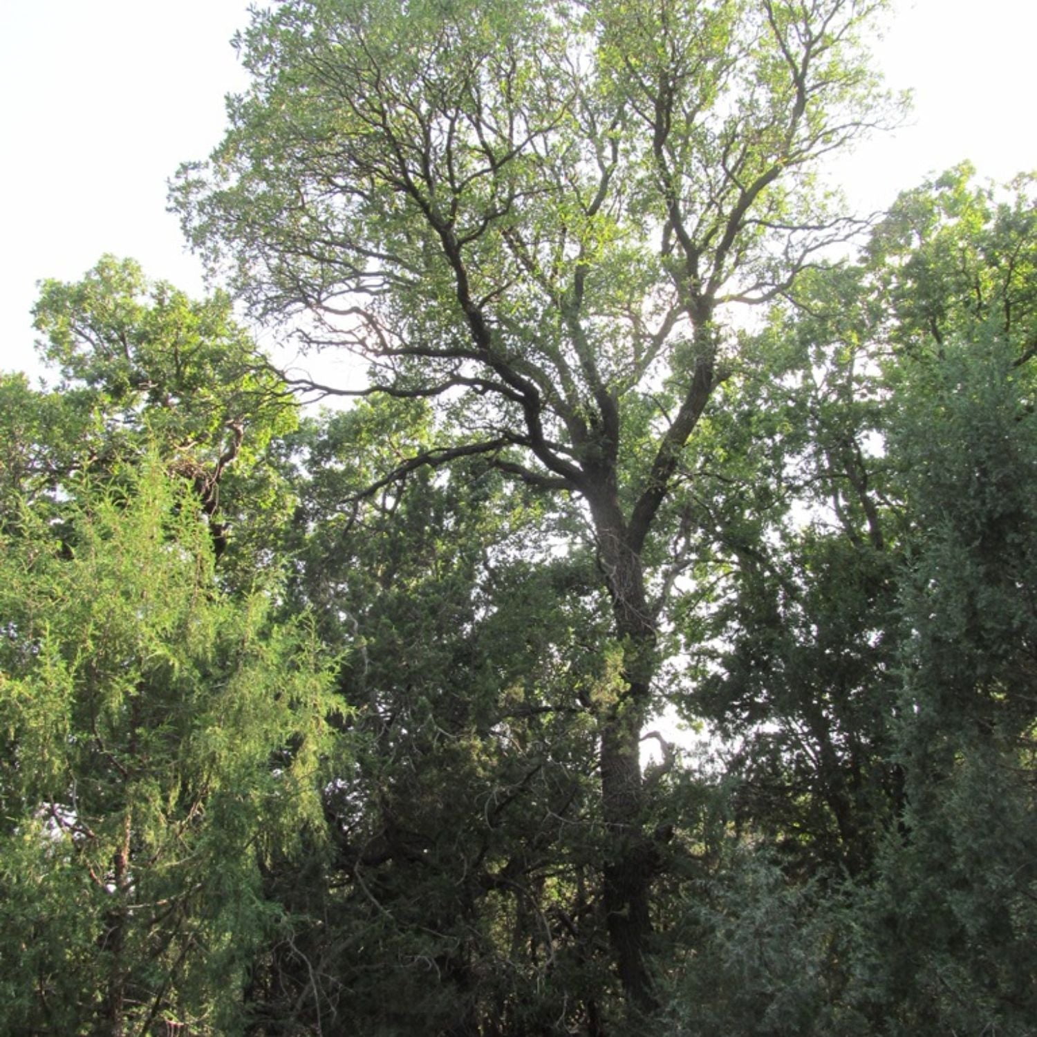 Expert Gardener 2-3' Oak Jack Maze Live Tree in 1 gal. Grower Pot
