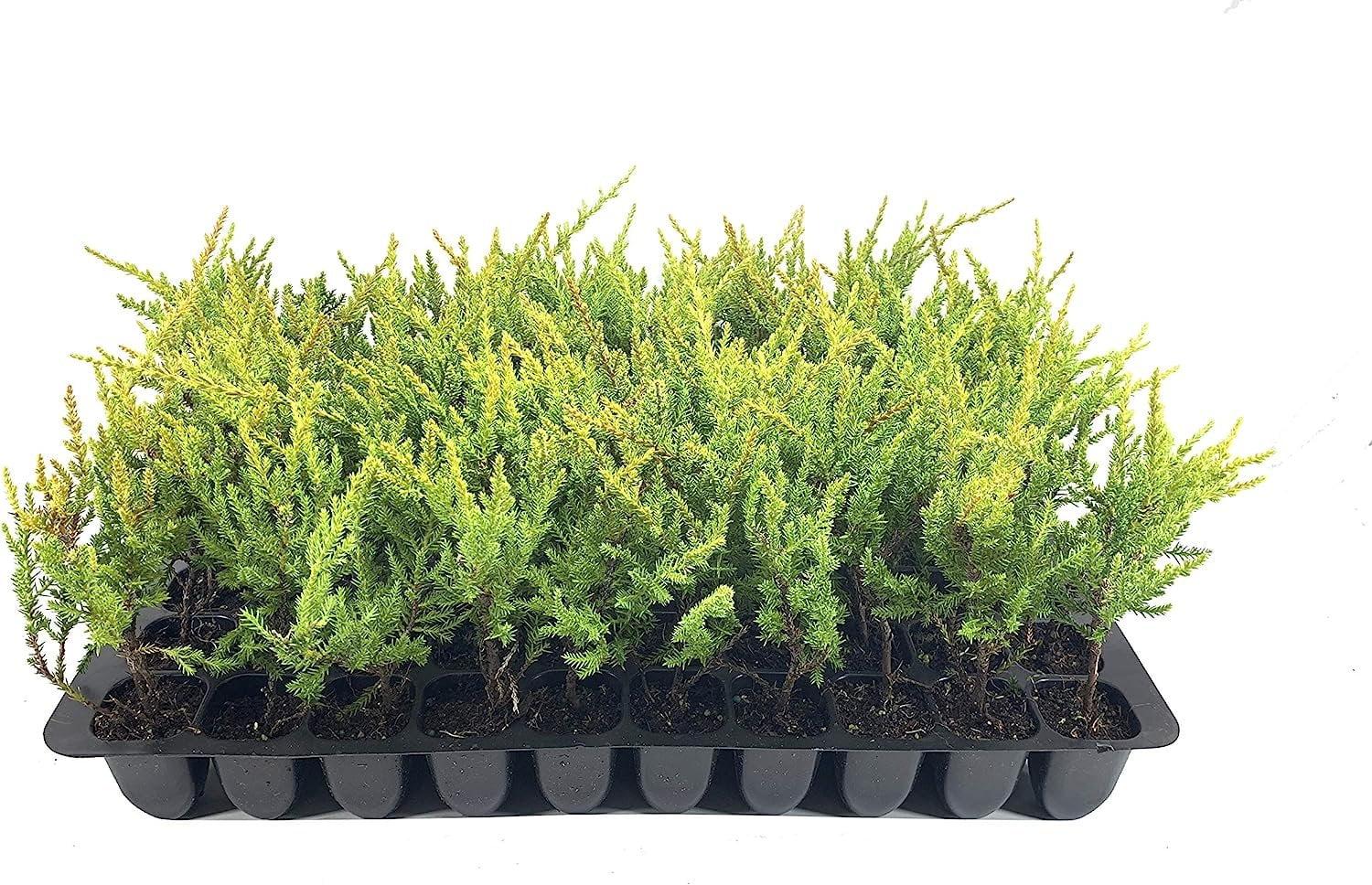 Gold Star Juniper 40 Live Plants Juniperus Chinensis Drought