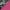 Pink Camo, variant on Monbebe Breeze Lightweight Compact Baby Stroller - Heather Camo, Toddler, Unisex