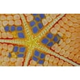 thumbnail image 2 of Shimlock, Jones 14x11 White Modern Wood Framed Museum Art Print Titled - Indonesia, Lembeh Strait Patterns on sea star, 2 of 4