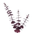 thumbnail image 2 of Vickerman 6' Burgundy Artificial Eucalyptus Glitter Garland., 2 of 5