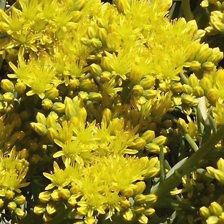 Classy Groundcovers, Sedum reflexum 'Blue Spruce', S. pinifolium, S. pruniatum, S. rupestre, Petrosedum rupestre (flat of 50 Peat Pots, 2 1/4 inch square)