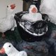thumbnail image 5 of Xihbxyly Estatua de Patito de Resina, Mamá Caprichosa con 4 Patitos, Decoración Duradera para Jardín Exterior, Un Toque de Paz para El Patio, Decoración Única para El Hogar, Regalo Ideal para La Fami, 5 of 6